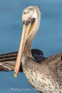 Brown pelican portrait, juvenile plumage with beautiful speckled breast, Pelecanus occidentalis, Pelecanus occidentalis californicus, La Jolla, California
