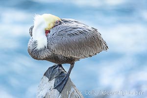 California brown pelican resting with head under wing, perched on a rock over the ocean, in shade, adult winter non-breeding plumage, Pelecanus occidentalis, Pelecanus occidentalis californicus, La Jolla
