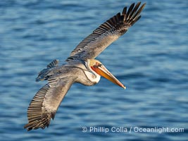 Brown pelican soaring in flight with wings fully outstretched. The wingspan of the brown pelican is over 7 feet wide. The California race of the brown pelican holds endangered species status, Pelecanus occidentalis, Pelecanus occidentalis californicus, La Jolla