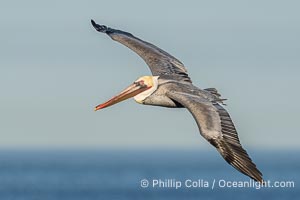 Brown pelican soaring in flight with wings fully outstretched. The wingspan of the brown pelican is over 7 feet wide. The California race of the brown pelican holds endangered species status, Pelecanus occidentalis, Pelecanus occidentalis californicus, La Jolla