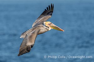 Brown pelican soaring in flight with wings fully outstretched. The wingspan of the brown pelican is over 7 feet wide. The California race of the brown pelican holds endangered species status, Pelecanus occidentalis, Pelecanus occidentalis californicus, La Jolla