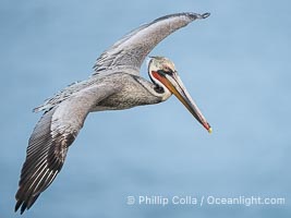 Brown pelican soaring in flight with wings fully outstretched. The wingspan of the brown pelican is over 7 feet wide. The California race of the brown pelican holds endangered species status, Pelecanus occidentalis, Pelecanus occidentalis californicus, La Jolla