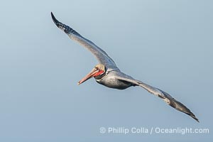 Brown pelican soaring in flight with wings fully outstretched. The wingspan of the brown pelican is over 7 feet wide. The California race of the brown pelican holds endangered species status, Pelecanus occidentalis, Pelecanus occidentalis californicus, La Jolla