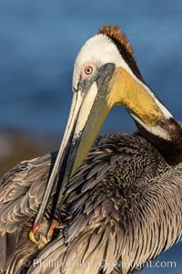 A brown pelican preening, reaching with its beak to the uropygial gland (preen gland) near the base of its tail. Preen oil from the uropygial gland is spread by the pelican's beak and back of its head to all other feathers on the pelican, helping to keep them water resistant and dry. Note the yellow throat of this individual, different than the more typical red throat, Pelecanus occidentalis, Pelecanus occidentalis californicus, La Jolla, California