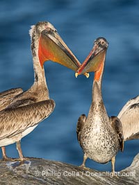 California brown pelicans socializing and clapping each other with their large beaks, on cliffs over the Pacific Ocean in San Diego, Pelecanus occidentalis, Pelecanus occidentalis californicus, La Jolla