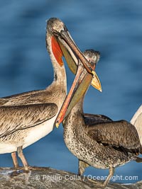 California brown pelicans socializing and clapping each other with their large beaks, on cliffs over the Pacific Ocean in San Diego, Pelecanus occidentalis, Pelecanus occidentalis californicus, La Jolla