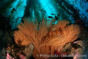 California Golden gorgonian in kelp forest, Macrocystis pyrifera, Muricea californica, San Clemente Island