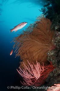 California Golden gorgonian, red gorgonian, sheephead, Leptogorgia chilensis, Lophogorgia chilensis, Muricea californica, Semicossyphus pulcher, San Clemente Island