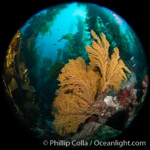 Golden gorgonian on underwater rocky reef, amid kelp forest, Catalina Island, Muricea californica