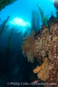 Gorgonians grow on rocky reef, kelp forest and a white boat floating on the surface can be seen in the background, underwater, Muricea californica, San Clemente Island