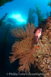 Gorgonians grow on rocky reef, kelp forest and a white boat floating on the surface can be seen in the background, underwater, Muricea californica, Semicossyphus pulcher, San Clemente Island