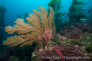 California golden gorgonian on underwater rocky reef below kelp forest, San Clemente Island. The golden gorgonian is a filter-feeding temperate colonial species that lives on the rocky bottom at depths between 50 to 200 feet deep. Each individual polyp is a distinct animal, together they secrete calcium that forms the structure of the colony. Gorgonians are oriented at right angles to prevailing water currents to capture plankton drifting by, San Clemente Island. The golden gorgonian is a filter-feeding temperate colonial species that lives on the rocky bottom at depths between 50 to 200 feet deep. Each individual polyp is a distinct animal, together they secrete calcium that forms the structure of the colony. Gorgonians are oriented at right angles to prevailing water currents to capture plankton drifting by, Muricea californica