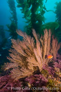California golden gorgonian on underwater rocky reef below kelp forest, San Clemente Island. The golden gorgonian is a filter-feeding temperate colonial species that lives on the rocky bottom at depths between 50 to 200 feet deep. Each individual polyp is a distinct animal, together they secrete calcium that forms the structure of the colony. Gorgonians are oriented at right angles to prevailing water currents to capture plankton drifting by, San Clemente Island, Muricea californica