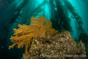 California golden gorgonian on underwater rocky reef below kelp forest, San Clemente Island. The golden gorgonian is a filter-feeding temperate colonial species that lives on the rocky bottom at depths between 50 to 200 feet deep. Each individual polyp is a distinct animal, together they secrete calcium that forms the structure of the colony. Gorgonians are oriented at right angles to prevailing water currents to capture plankton drifting by, Muricea californica