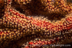 California Golden gorgonian polyps. The golden gorgonian is a colonial organism composed of thousands of tiny polyps. Each polyp secretes calcium which accumulates to form the structure of the colony. The fan-shaped gorgonian is oriented perpendicular to prevailing ocean currents to better enable to filter-feeding polyps to capture passing plankton and detritus passing by, San Diego