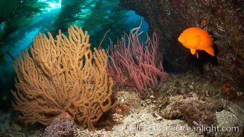 Garibaldi swims beside golden and red gorgonians, underwater, Hypsypops rubicundus, Leptogorgia chilensis, Lophogorgia chilensis, Muricea californica, Catalina Island