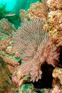 California Golden gorgonian on the rocky reef, Muricea californica, San Clemente Island