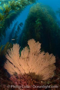 California golden gorgonian on rocky reef, below kelp forest, underwater.  The golden gorgonian is a filter-feeding temperate colonial species that lives on the rocky bottom at depths between 50 to 200 feet deep.  Each individual polyp is a distinct animal, together they secrete calcium that forms the structure of the colony. Gorgonians are oriented at right angles to prevailing water currents to capture plankton drifting by, Macrocystis pyrifera, Muricea californica, San Clemente Island