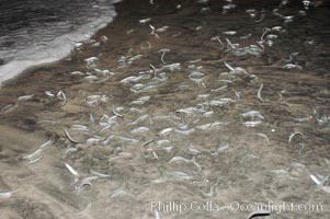 California grunion, Leuresthes tenuis, Carlsbad