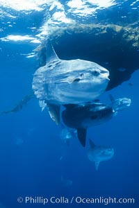 Ocean sunfish schooling near drift kelp, soliciting cleaner fishes, open ocean, Baja California, Mola mola