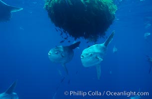 Ocean sunfish schooling near drift kelp, soliciting cleaner fishes, open ocean, Baja California, Mola mola