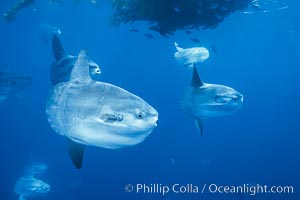 Ocean sunfish schooling near drift kelp, soliciting cleaner fishes, open ocean, Baja California, Mola mola