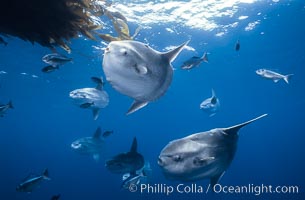 Ocean sunfish schooling near drift kelp, soliciting cleaner fishes, open ocean, Baja California, Mola mola