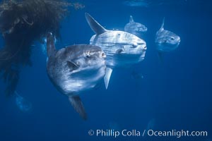 Ocean sunfish schooling near drift kelp, soliciting cleaner fishes, open ocean, Baja California, Mola mola