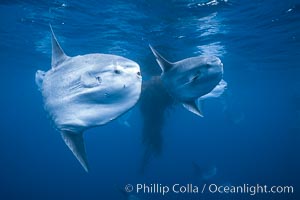 Ocean sunfish schooling near drift kelp, soliciting cleaner fishes, open ocean, Baja California, Mola mola