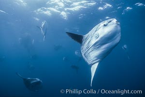 Ocean sunfish near drift kelp, soliciting cleaner fishes, open ocean, Baja California, Mola mola