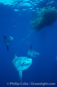 Ocean sunfish schooling near drift kelp, soliciting cleaner fishes, open ocean, Baja California, Mola mola