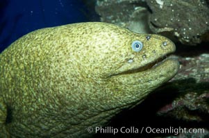 Moray eel, Gymnothorax mordax