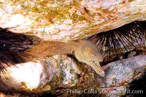 Moray eel in rock crevice, Gymnothorax mordax, Guadalupe Island (Isla Guadalupe)