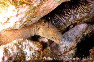 Moray eel in rock crevice, Gymnothorax mordax, Guadalupe Island (Isla Guadalupe)