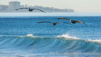 California Pelican flying on a wave, riding the updraft from the wave, La Jolla coastline in the distant background, Pelecanus occidentalis, Pelecanus occidentalis californicus