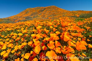 California Poppies in Bloom, Elsinore, Eschscholzia californica