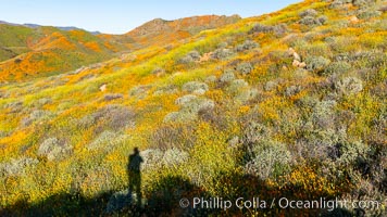 California Poppies in Bloom, Elsinore, Eschscholzia californica