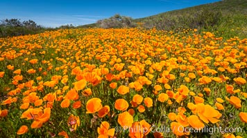 California Poppies, Rancho La Costa, Carlsbad, Eschscholzia californica