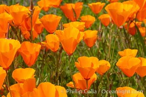 California Poppies, Rancho La Costa, Carlsbad, Eschscholzia californica