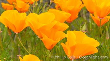 California Poppies, Rancho La Costa, Carlsbad, Eschscholzia californica