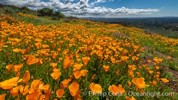 California Poppies, Rancho La Costa, Carlsbad, Eschscholzia californica
