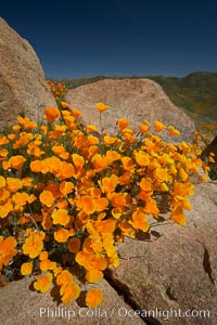 California poppies bloom amidst rock boulders, Eschscholtzia californica, Eschscholzia californica, Elsinore