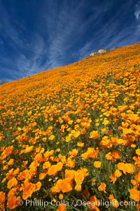 California poppies cover the hillsides in bright orange, just months after the area was devastated by wildfires, Eschscholtzia californica, Eschscholzia californica, Del Dios, San Diego