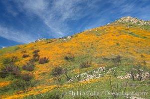 California poppies cover the hillsides in bright orange, just months after the area was devastated by wildfires, Eschscholtzia californica, Eschscholzia californica, Del Dios, San Diego