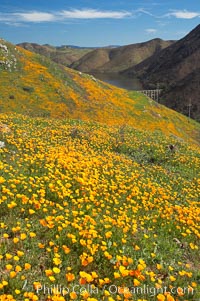 California poppies cover the hillsides in bright orange, just months after the area was devastated by wildfires, Eschscholtzia californica, Eschscholzia californica, Del Dios, San Diego