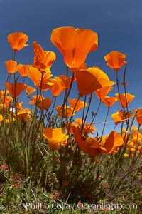 California poppy plants viewed from the perspective of a bug walking below the bright orange blooms, Eschscholtzia californica, Eschscholzia californica, Elsinore