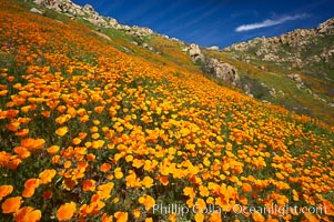 California poppies cover the hillsides in bright orange, just months after the area was devastated by wildfires, Eschscholtzia californica, Eschscholzia californica, Del Dios, San Diego