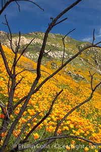 California poppies bloom in enormous fields cleared just a few months earlier by huge wildfires.  Burnt dead bushes are seen surrounded by bright poppies, Eschscholtzia californica, Eschscholzia californica, Del Dios, San Diego