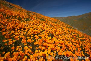 California poppies cover the hills in a brilliant springtime bloom, Eschscholtzia californica, Eschscholzia californica, Elsinore