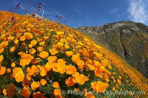 California poppies cover the hillsides in bright orange, just months after the area was devastated by wildfires, Eschscholtzia californica, Eschscholzia californica, Del Dios, San Diego